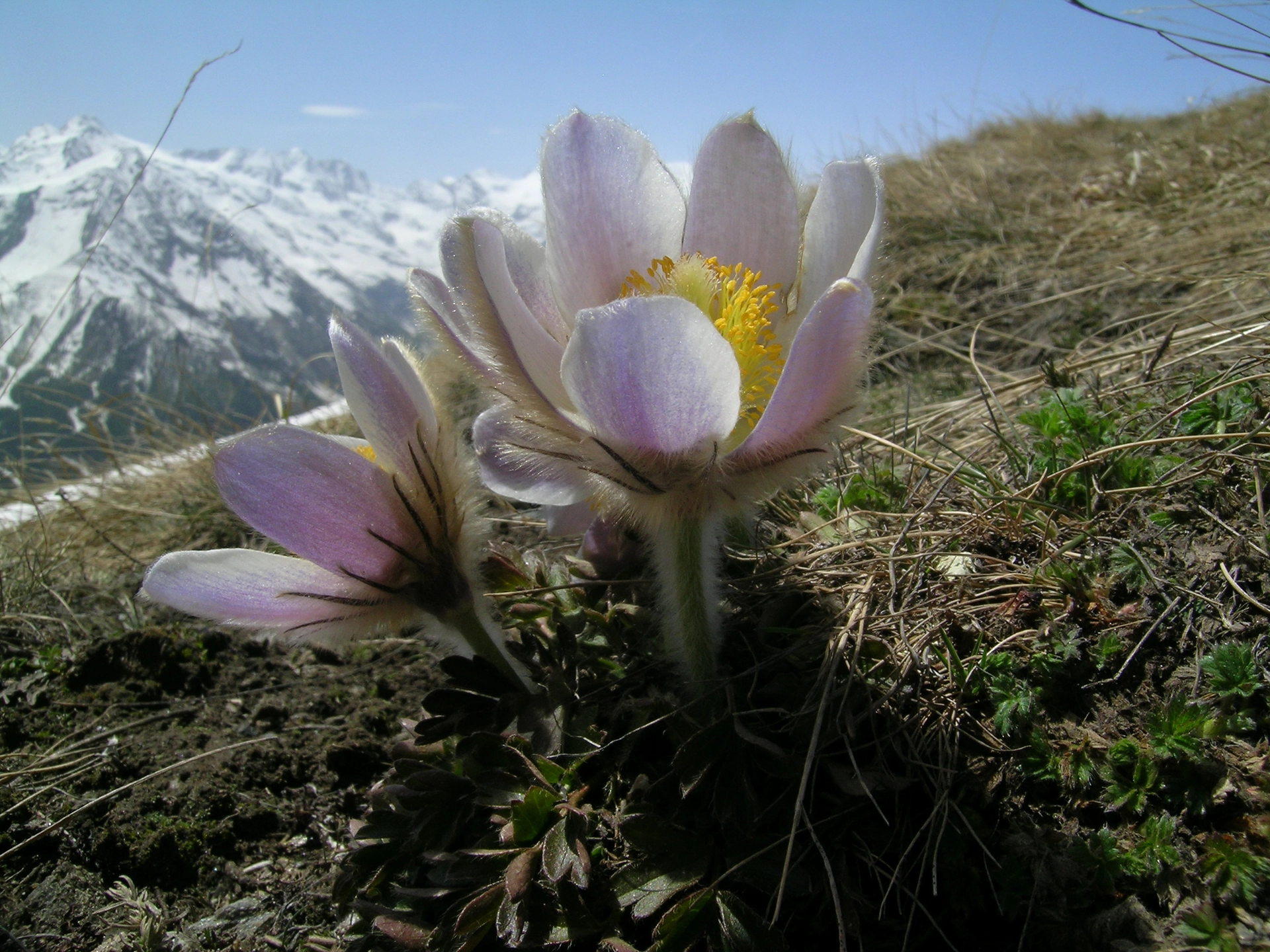 Anemone primaverile (Pulsatilla vernalis)L’intera pianta è ricoperta da una fitta peluria, che devia i raggi solari e la circonda di un sottile strato d’aria umida e immobile, ma che NON la protegge dal freddo; le piante infatti hanno la stessa temperatura dell’ambiente esterno.